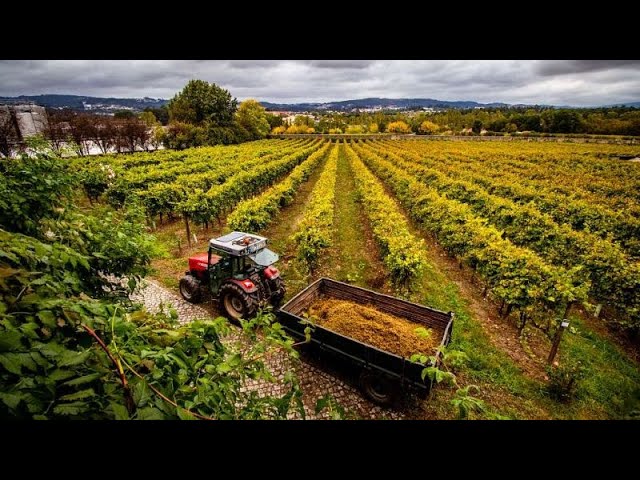 ⁣Family-run wineries and barrel-shaped suites: Swap overcrowded Lisbon for Portugal’s rolling v…