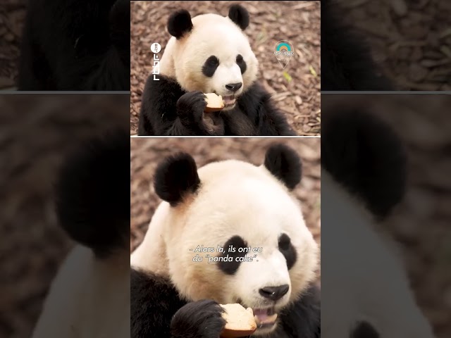 ⁣Rencontrez les #animaux #insolite de #pairidaiza #rtbf #shorts #lesambassadeurs #ambassadeurs