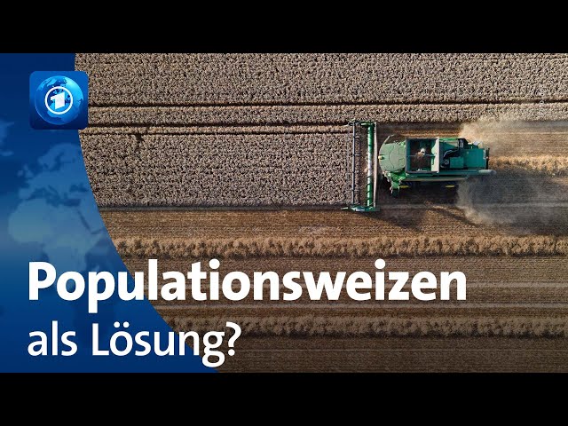 Anpassung an den Klimawandel: Landwirtschaft testet Populationsweizen