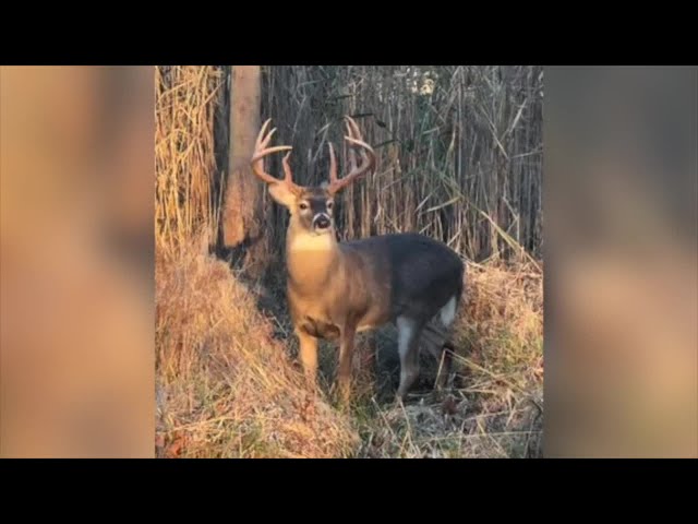 ⁣Detroiters not thrilled with growing deer populations in their neighborhoods