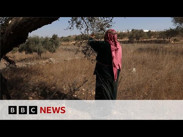 ⁣Palestinian olive harvest under threat from Israeli attacks and restrictions | BBC News