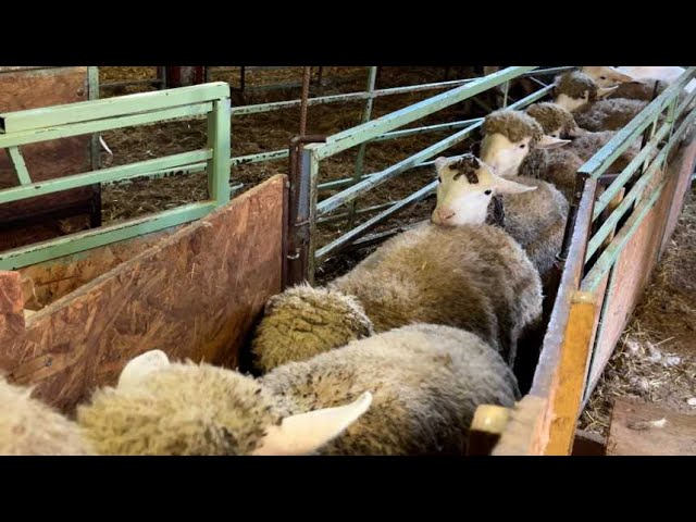 Agriculture : obligé de stocker sa laine... devenue invendable