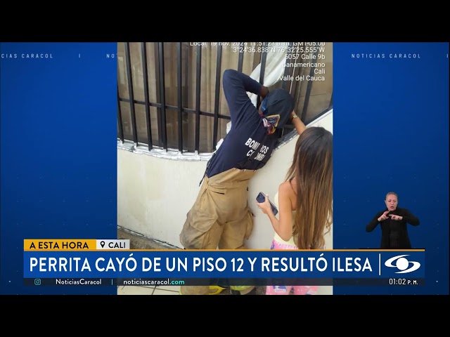 ⁣Perrita cayó de un piso 12 y resultó ilesa