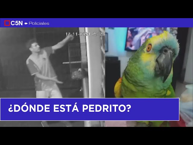 ⁣Quedó filmado el ROBO de PEDRITO, un LORO al que una familia busca con DESESPERACIÓN