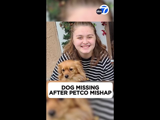 ⁣Norwalk woman desperately searches for missing dog after Petco mishap