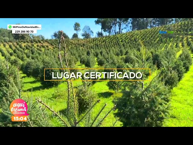 Ya inicio la temporada de colocar tu árbol de Navidad, ¿prefieres el árbol natural o artificial?