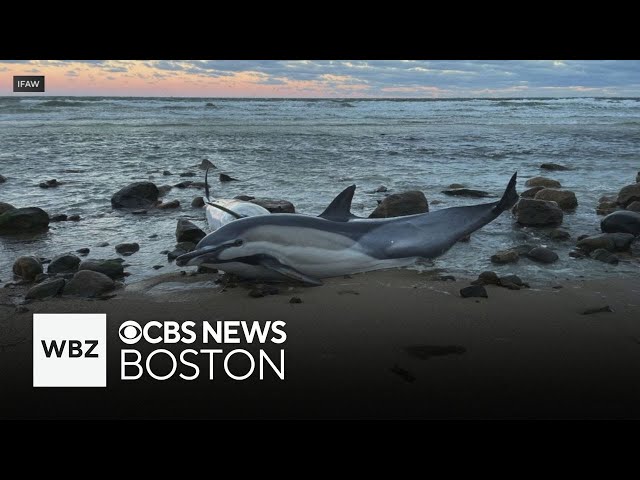 ⁣Hundreds of dolphins in search of food getting stranded off coast of Cape Cod