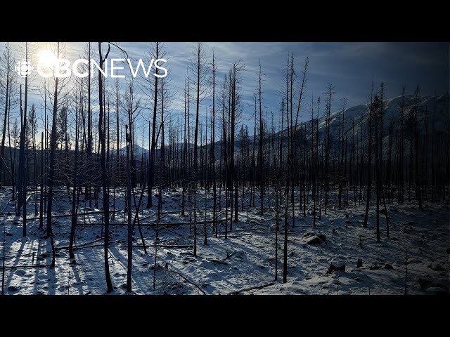 ⁣Jasper’s burned forests show signs of life ahead of winter