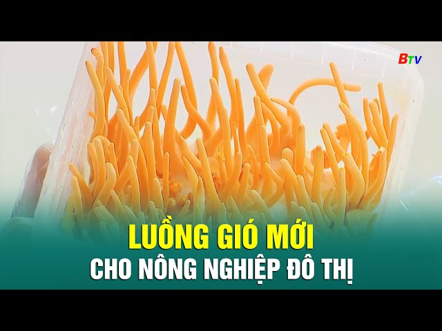 Luồng gió mới cho nông nghiệp đô thị