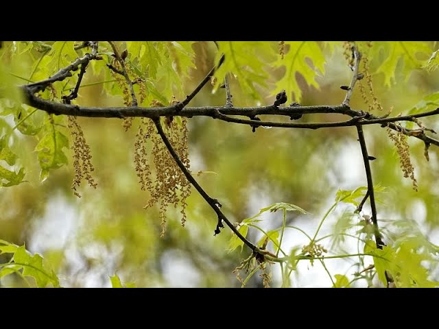 Climate change leads to worsening effects of pollen allergies in Denmark