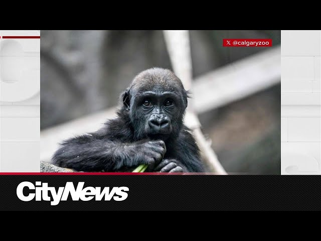 ⁣Human error causes death of 2-year-old gorilla at Calgary Zoo