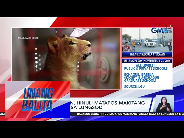 ⁣Babaeng leon, hinuli matapos makitang pagala-gala sa lungsod | Unang Balita