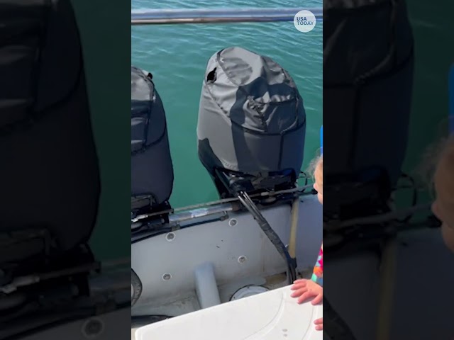 ⁣Curious whale gets too close to boat and bumps it