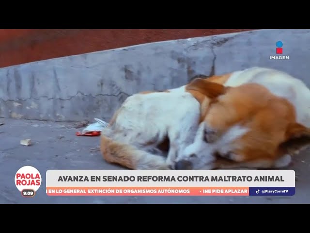 ⁣Avanza en el Senado la reforma en contra del maltrato animal | DPC con Paola Rojas