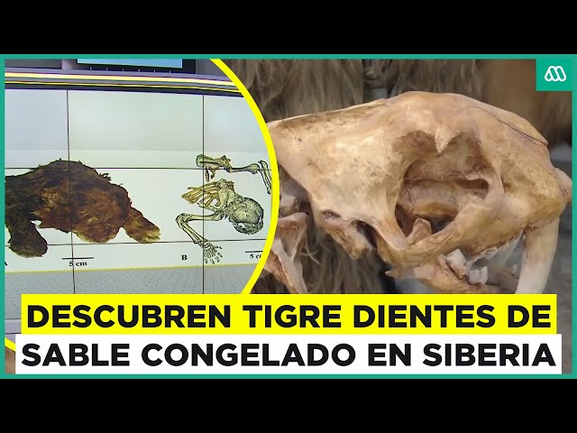 Momia de tigre dientes de sable es descubierta en Siberia