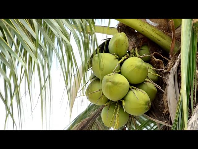 ⁣Policy in the works for coconut industry