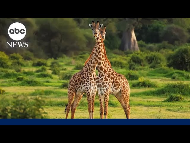 ⁣Giraffes need endangered species protection for the first time, U.S. officials say