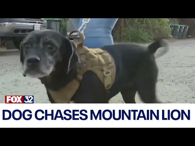 ⁣Across America: Small dog chases mountain lion up a tree