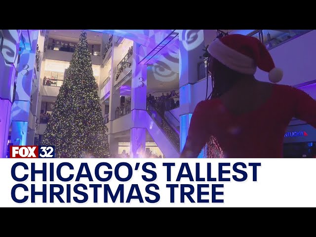 ⁣Chicago's tallest Christmas tree makes grand debut