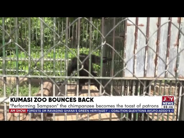 ⁣Kumasi Zoo Bounces Back: "Performing Sampson" the chimpanzee becomes the toast of patrons