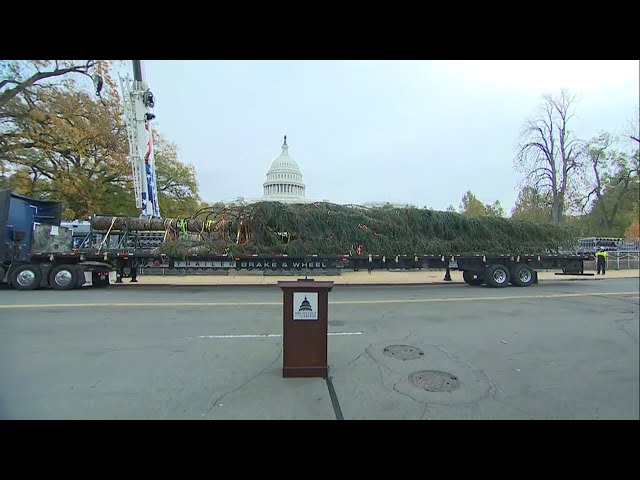 ⁣Watch Live: 80-foot Christmas tree from Alaska arrives at Capitol lawn