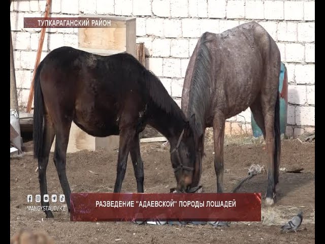 ⁣Разведение "Адаевской" породы лошадей