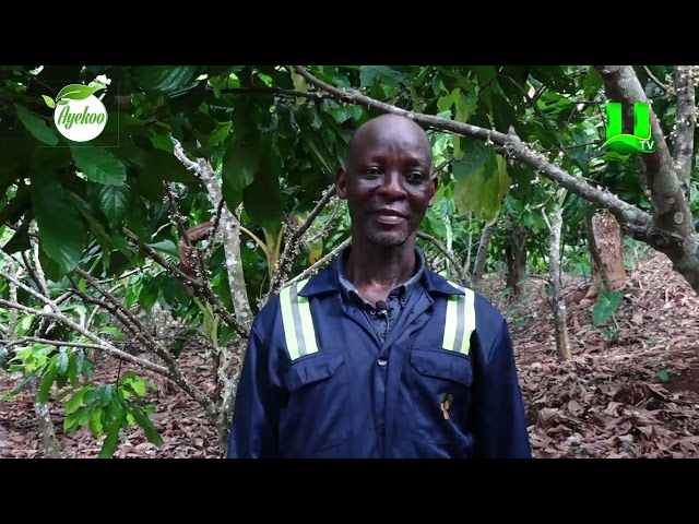 ⁣AYEKOO: COCOA FARMERS AT SEHWI ABOAKYE KROM SHARE  THEIR HAPPINESS ON COCOA REHABILITATION 1