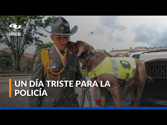 ⁣Rigo, perrito antiexplosivo de la Policía, será despedido con honores