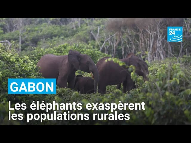 ⁣Gabon : les éléphants de forêt exaspèrent les populations rurales • FRANCE 24