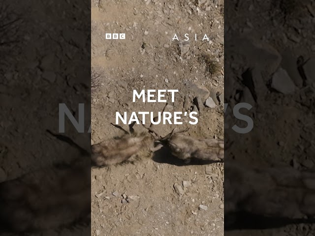 ⁣Meet nature's Gladiators - BBC