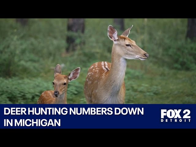 ⁣Michigan's deer hunting problem isn't going away