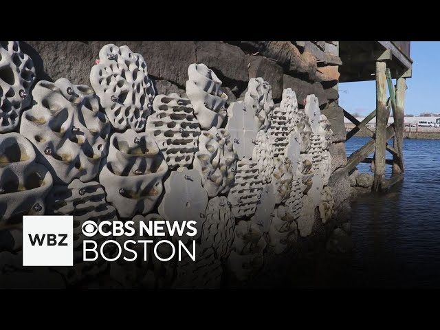 ⁣Living seawalls installed in Boston Harbor to help wildlife flourish and clean water