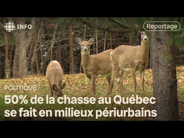 ⁣Chasse urbaine : des animaux abattus en ville