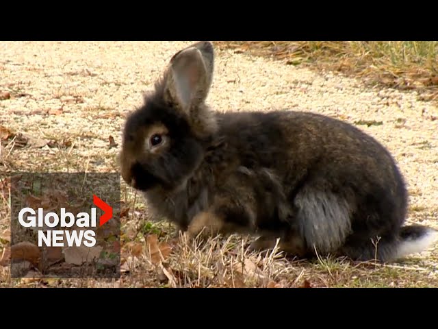 ⁣Booming bunny population forces Canadian city to act