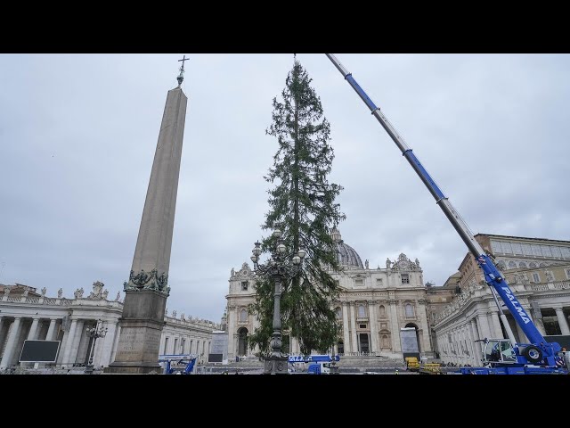 ⁣Vatican shows festive spirit with 29-metre-tall Christmas tree