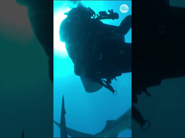 ⁣Tiger shark bites diver's phone #Shorts