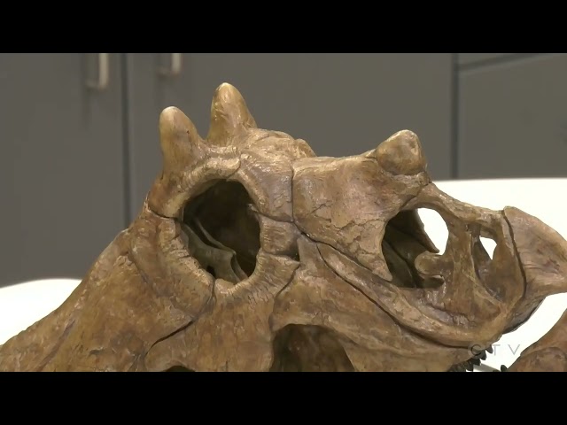 ⁣Prehistoric past: Centrosaurus fossils found in Saskatchewan