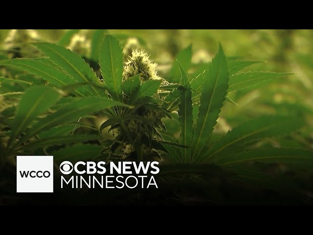 ⁣Two lawsuits aiming to stop state lottery for cannabis licenses in Minnesota