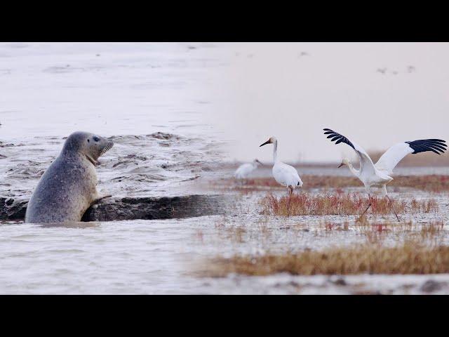 ⁣Live: Protected species thrive in the Liao River Estuary