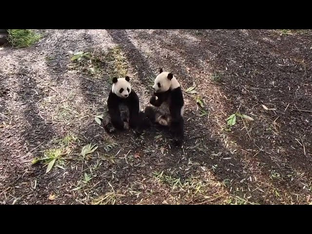 GLOBALink | Giant pandas deeply cherished by fans at Belgian zoo