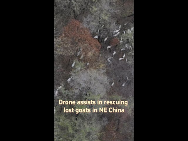 ⁣Drone assists in rescuing lost goats in NE China