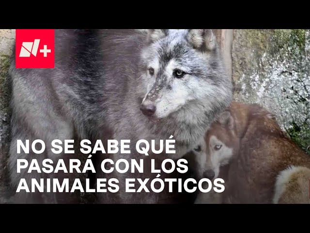 ⁣Tras operativo en Ocoyoacac, Edomex, no se sabe el futuro de los animales exóticos - En Punto