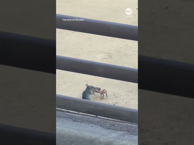 ⁣Mouse and crab have a tiny tussle