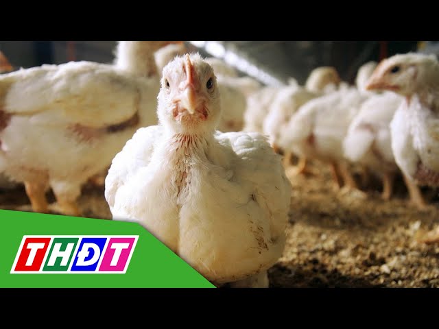 ⁣Cảnh báo virus H5N1 biến thể thích nghi với người | THDT