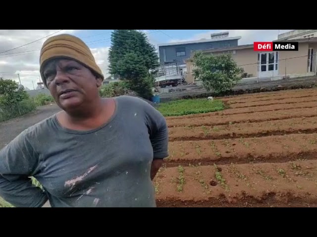 ⁣Post-pluies torrentielles : les herbes fines touchées, selon un planteur de La Marie