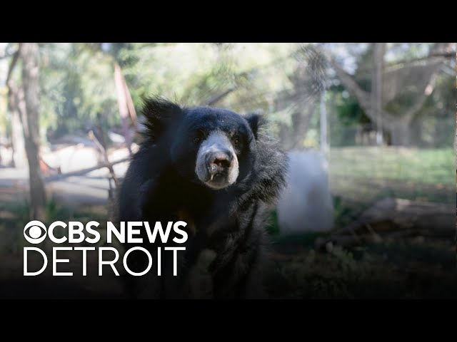 ⁣Sloth bear ready to show off playful side at Detroit Zoo