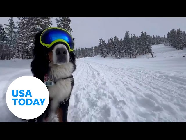 ⁣Wildlife and pets enjoy fresh snow | USA TODAY