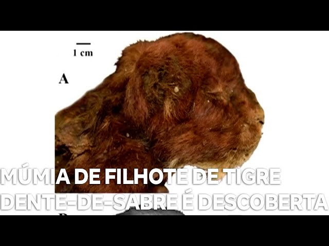 ⁣Múmia de filhote de tigre dente-de-sabre é descoberta