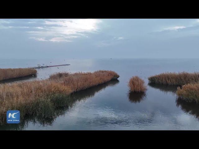 ⁣Bostan Lake in northwest China welcomes migratory birds