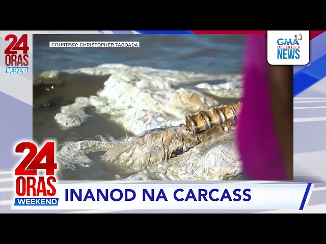 ⁣Carcass ng 'di pa tukoy na hayop, natagpuan... #shorts | 24 Oras Weekend